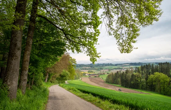 Sanfte Huegel des Westerwalds mit Fachwerkdoerfern im Morgenlicht